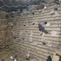 کبوتر رنگی|پرنده|سوسنگرد, |دیوار