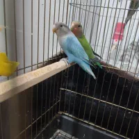 طوطی گرینچیک  عروس هلندی   فنچ