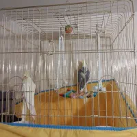 عروس هلندی زیبا|پرنده|قم, سید معصوم|دیوار