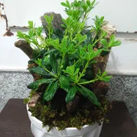 گلدان پیت استروم