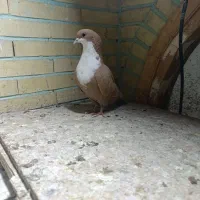 ماده.|پرنده|زاهدان, |دیوار