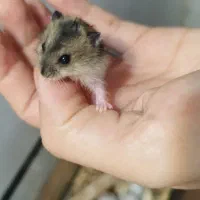 همستر سفید و سیاه