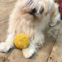 سگ شیتزو فلت ماده یک ساله