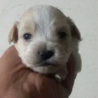 سگ آپارتمانی|سگ|وحیدیه, |دیوار