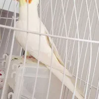 عروس هلندی نر