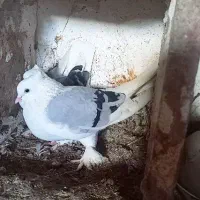 سوز نر|پرنده|بوشهر, |دیوار