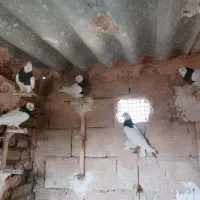 طوقی واکسی جوانه|پرنده|سبزوار, باهنر|دیوار