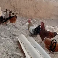 فروش|حیوانات مزرعه|اصفهان, شیخ طوسی|دیوار