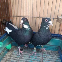 جفت پلنگ خوشکل بدون عیب زیر خط