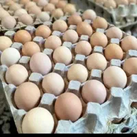 تخم مرغ نطفه دار