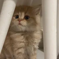 طوله گربه..|گربه|تهران, میرداماد|دیوار