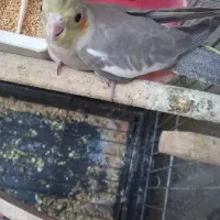 جوجه عروس هلندی