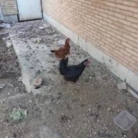 مرغ تخم گذار
