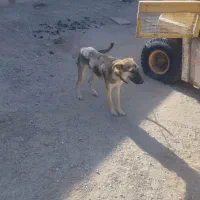 سگ7ماه گرگ نر|سگ|زاهدان, |دیوار