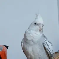 عروس هلندی ماده