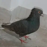 مشکی دم سفید ماده|پرنده|جغتای, |دیوار