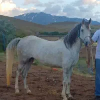 اسب مادیان