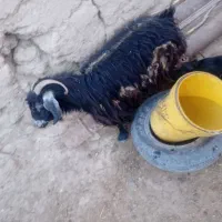 بز زایده|حیوانات مزرعه|بیرجند, |دیوار