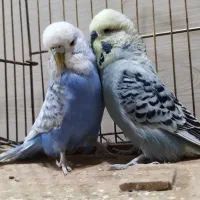 مرغ عشق انگلیسی|پرنده|کرج, حصارک پایین|دیوار