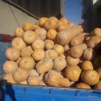 کوله که محلی درجه یک|خوردنی و آشامیدنی|بانه, |دیوار