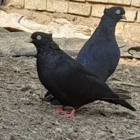 زاغ عبدانی