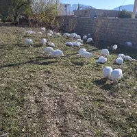 مرغ بوق فروشی