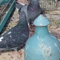 کبوتر|پرنده|قم, قم نو|دیوار