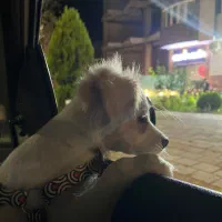 واگذاری رایگان سگ چهار ماهه