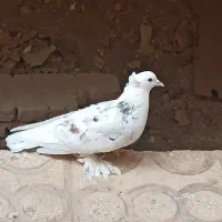 کفتر پرپا سرور نر