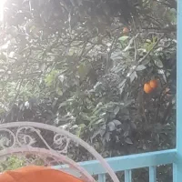 فروش باغ پرتقال