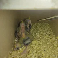 جوجه عروس هلندی|پرنده|اشنویه, |دیوار