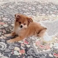 سگ پامر روباهی