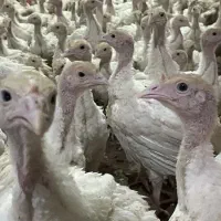 جوجه بوقلمون بیوتی