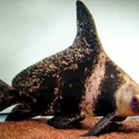 آکواریوم بزرگ خلیج فارس|ماهی|بروجرد, |دیوار