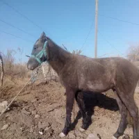 اسب و کره نرین هر دو یا تکی فروشی|حیوانات مزرعه|مشهد, رباط طرق|دیوار