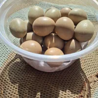 تخم مرغ زینتی آمریکایی