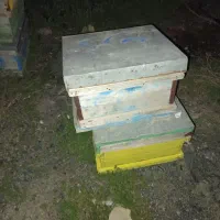 کندوی دست دوم زنبور عسل