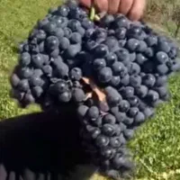 انگور.سیاه سردشت