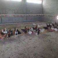 مرغ و خروس