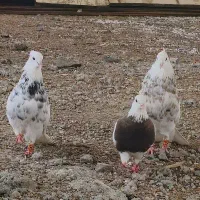 کبوتر زینتی