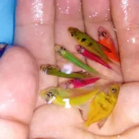 فروش ماهی کالر همه رنگ