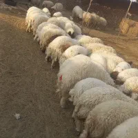 بره سفید