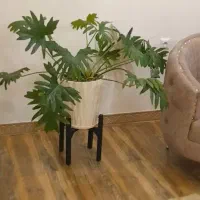 گل اپارتمانی