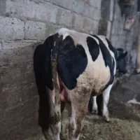 فروش گوساله نر ویژه کشتار|حیوانات مزرعه|شادیان, |دیوار