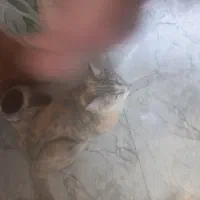 گربه کاملا دستی ومهربون اسمش طلاست