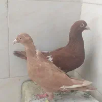 پلاکی