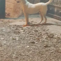 سگ پژدر سرابی ژرمن هاسکی پیتبول