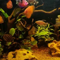 اکواریوم ماهیران|ماهی|اصفهان, بهارستان|دیوار