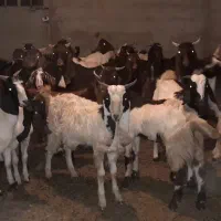 بز نر ماده چاق ۲۶ عدد