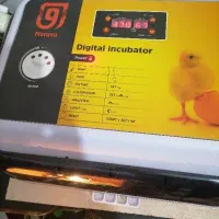 جوجه بلدرچین